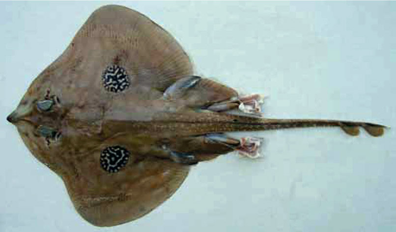Leucoraja naevus_001.jpg
